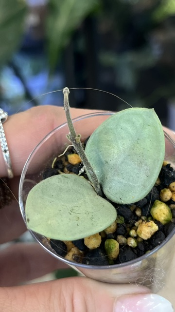 Hoya Mathilde Grey Fairy