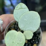 Hoya Mathilde Grey Fairy