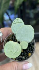 Hoya Mathilde Grey Fairy
