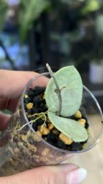 Hoya Mathilde Grey Fairy #5 - obrazek 4