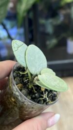 Hoya Mathilde Grey Fairy #4 - obrazek 3