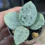 Hoya 'Mathilde' Silver (True) – kolekcjonerski rarytas o okrągłych liściach zalanych taflą srebra. Odkryj zasady uprawy w Variegarden.