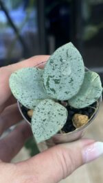 Hoya 'Mathilde' Silver (True) – kolekcjonerski rarytas o okrągłych liściach zalanych taflą srebra. Odkryj zasady uprawy w Variegarden.