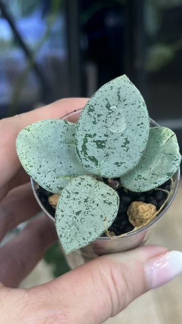 Hoya 'Mathilde' Silver (True) – kolekcjonerski rarytas o okrągłych liściach zalanych taflą srebra. Odkryj zasady uprawy w Variegarden.