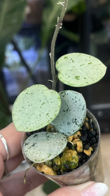 Hoya 'Mathilde' Silver (True) Srebrna Kropla Botanicznego Luksusu Hoya 'Mathilde' Silver (True) to niezwykle poszukiwany, najwyższej klasy klon kultowej krzyżówki Hoya carnosa × Hoya serpens. Wariant „True” (często określany także jako Super Silver) reprezentuje najbardziej spektakularną formę wybarwienia: drobne, niemal idealnie okrągłe, mięsiste liście są w 90–100% pokryte jednolitą, metaliczno-srebrną taflą lśniącego splashu. Spod srebrzystego pancerza widoczna jest jedynie wąska, ciemnozielona krawędź oraz subtelne przetarcia wokół nerwów. Roślina tworzy gęste, zwarte pędy o wiszącym lub pnącym pokroju, a dojrzałe egzemplarze regularnie zakwitają puszystymi, porcelanowo-białymi baldachami kwiatów z kontrastowym, różowo-czerwonym oczkiem, wydzielającymi intensywny, słodko-korzenny aromat. Charakterystyka i Wygląd Hoya 'Mathilde' Silver (True) To, co definiuje ten unikatowy kultywar, to ekstremalne nagromadzenie srebra, drobny pokrój liścia oraz wysoka skłonność do kwitnienia. Prawdziwy Efekt Tafli (True Silver): Blaszka liściowa niemal w całości pokryta jest lśniącym, metalicznym splashem bez tendencji do zanikania przy dobrym oświetleniu. Okrągłe, Mięsiste Ulistnienie: Liście są drobne, zwarte, lekko wypukłe i sukulentowate, o sztywnej budowie odziedziczonej po obojgu rodzicach. Porcelanowo-Puchate Kwiatostany: Tworzy gęste baldachy jasnych, gęsto owłosionych kwiatów z rubinowym centrum, roztaczających słodki, perfumowany zapach. Kompaktowy, Uniwersalny Pokrój: Wygląda spektakularnie zarówno prowadzona w formie przewieszającej się kaskady w wiszących doniczkach, jak i opleciona na małych podpórkach botanicznych. Pielęgnacja – Jak dbać o Hoya 'Mathilde' Silver (True)? Klon ten jest rośliną wybitnie wdzięczną w uprawie, jednak utrzymanie jednolitej, srebrnej tafli wymaga dostarczenia dużej ilości rozproszonego światła. Oświetlenie i Lokalizacja Natężenie światła bezpośrednio warunkuje gęstość i jakość srebrnego wybarwienia na nowych przyrostach. Oświetlenie: Bardzo jasne stanowisko ze światłem rozproszonym (parapety wschodnie, zachodnie lub profesjonalne panele LED). Odpowiednie doświetlenie zapobiega „zielenieniu” liści i stymuluje powstawanie czystego srebra. Należy unikać ostrego, palącego słońca w letnie południe. Temperatura: Roślina umiarkowanie ciepłolubna (20–25°C). Dzięki genom Hoya serpens doskonale znosi także nieco chłodniejsze noce, co często inicjuje obfite kwitnienie. Podłoże i Podlewanie Drobny, epifityczny system korzeniowy wymaga lekkiego i silnie napowietrzonego podłoża. Dedykowane Podłoże: Przepuszczalny epiphyte mix – oparty na drobnej korze sosnowej, chipsach kokosowych, perlicie, seramisie oraz dodatku węgla drzewnego. Podlewanie: Podlewamy miękką, przefiltrowaną wodą w momencie, gdy podłoże w doniczce niemal całkowicie przeschnie. Mięsiste liście gromadzą zapas wilgoci, dlatego roślina jest wrażliwa na przelanie. Wilgotność Powietrza: Bardzo dobrze radzi sobie w wilgotności domowej (50–60%), jednak wyższa wilgotność (60–70%) wyraźnie przyspiesza tempo wzrostu pędów. Nawożenie i Prowadzenie Nawożenie: W okresie wegetacji zasilamy roślinę co drugie podlewanie mocno rozcieńczonym nawozem do hoi lub storczyków (1/4 dawki zalecanej przez producenta). Prowadzenie Rośliny: Pędy warto delikatnie zawijać na okrągłych pałąkach botanicznych lub pozwolić im swobodnie opadać kaskadą z makramy. Pamiętaj: nie usuwaj szypułek kwiatowych po przekwitnięciu – roślina będzie na nich regularnie ponawiać kwitnienie! Kupujecie Państwo konkretną roślinę ze zdjęcia. Jest to sadzonka ukorzeniona. Na czas transportu będzie przełożona do mchu. Dokładamy wszelkich starań, aby roślina dotarła do Was cała i zdrowa. Rośliny wysyłamy od poniedziałku do środy. Oświadczam, że zgodnie z Rozporządzeniem Parlamentu Europejskiego i Rady (UE) 2016/2031 z dnia 26 października 2016 r. w sprawie środków ochronnych przeciwko agrofagom roślin, do jednostki handlowej roślin lub nasion dołączony jest paszport.