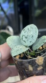 Hoya 'Mathilde' Silver (True) #1 - obrazek 5