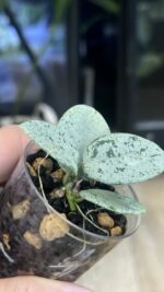 Hoya 'Mathilde' Silver (True) #1 - obrazek 2