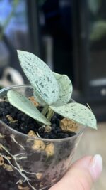 Hoya 'Mathilde' Silver (True) #1 - obrazek 6