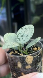 Hoya 'Mathilde' Silver (True) #1 - obrazek 3