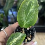 Hoya 'Swiffer’s Nightmare', rzadka hoya kolekcjonerska o lancetowatych, gęsto owłosionych, aksamitnych w dotyku liściach, Variegarden.