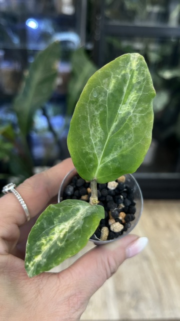 Hoya 'Swiffer’s Nightmare', rzadka hoya kolekcjonerska o lancetowatych, gęsto owłosionych, aksamitnych w dotyku liściach, Variegarden.