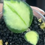 Hoya aff. incurvula 'Lime Whisper', rzadka hoya kolekcjonerska o wypukłych, limonkowych liściach z podwiniętymi brzegami, Variegarden.