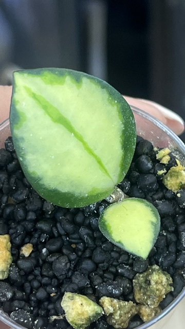Hoya aff. incurvula 'Lime Whisper', rzadka hoya kolekcjonerska o wypukłych, limonkowych liściach z podwiniętymi brzegami, Variegarden.
