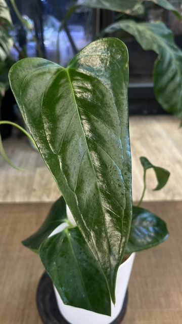 Anthurium Portillae