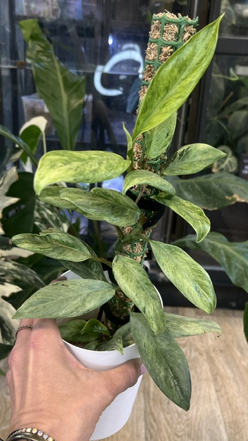 Rhaphidophora elliptifolia variegata o wydłużonych, zielonych liściach z gęstą, kremową variegacją typu splash, pnąca się po paliku mchowym.