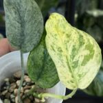 Scindapsus dark silver cloud variegata