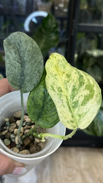 Scindapsus dark silver cloud variegata