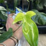 Philodendron Florida Ghost #4