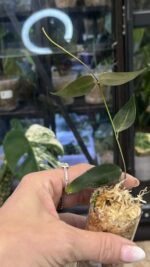 Hoya carrii NS13-064 #3 - obrazek 5