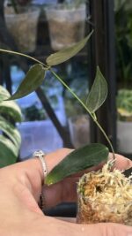 Hoya carrii NS13-064 #3 - obrazek 4