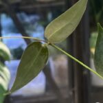 Hoya carrii NS13-064 eliptyczne zielone liście z wyraźnym unerwieniem i splashem rzadka woskownica kolekcjonerska sklep Variegarden alt tag