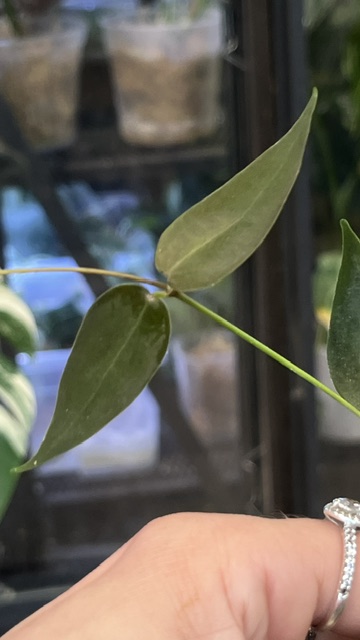 Hoya carrii NS13-064 eliptyczne zielone liście z wyraźnym unerwieniem i splashem rzadka woskownica kolekcjonerska sklep Variegarden alt tag
