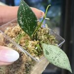 Hoya Rosita Silver