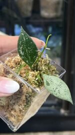 Hoya Rosita Silver