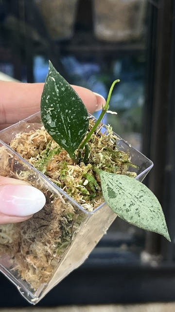 Hoya Rosita Silver