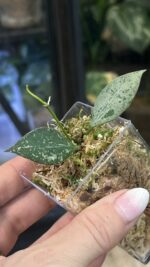 Hoya 'Rosita' Silver #4 - obrazek 3