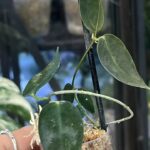 Hoya carrii NS13-064 eliptyczne zielone liście z wyraźnym unerwieniem i splashem rzadka woskownica kolekcjonerska sklep Variegarden alt tag