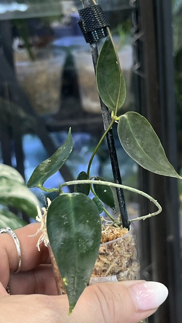 Hoya carrii NS13-064 eliptyczne zielone liście z wyraźnym unerwieniem i splashem rzadka woskownica kolekcjonerska sklep Variegarden alt tag
