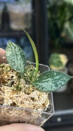 Hoya 'Rosita' Silver #5 - obrazek 3
