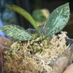 Hoya Rosita Silver