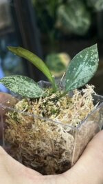 Hoya Rosita Silver