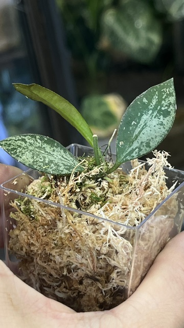 Hoya Rosita Silver