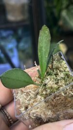 Hoya 'Rosita' Silver #5 - obrazek 4