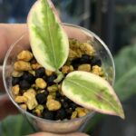 Hoya Emerald Frost, rzadka hoya kolekcjonerska o szmaragdowych liściach z kremowo - białym, oszronionym obrzeżem, VarieGarden.