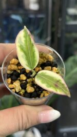 Hoya Emerald Frost, rzadka hoya kolekcjonerska o szmaragdowych liściach z kremowo - białym, oszronionym obrzeżem, VarieGarden.