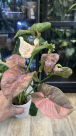 Syngonium Double Red variegata #3 - obrazek 2