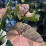 Syngonium Double Red variegata