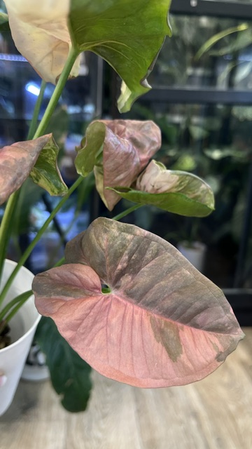 Syngonium Double Red variegata