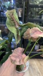 Syngonium Double Red variegata #3 - obrazek 4