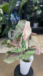 Syngonium Double Red variegata #3 - obrazek 5