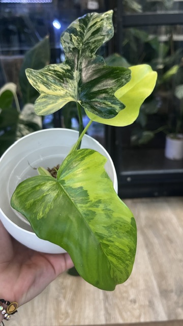 Philodendron Florida Beauty x Mayou variegata, rzadki filodendron kolekcjonerski o głęboko powcinanych liściach z kremowo - żółtą variegacją, VarieGarden
