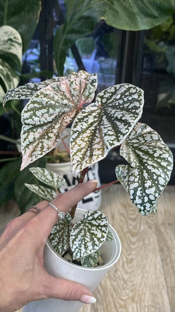 Begonia snow capped variegata