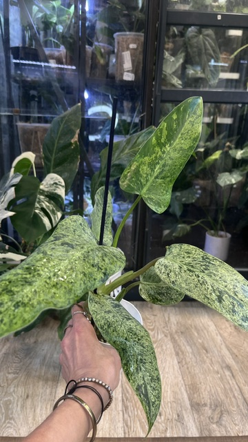 Philodendron whipple way mint