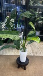 Philodendron Whipple Way mint #5 - obrazek 2