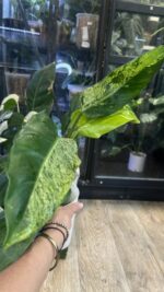 Philodendron Whipple Way mint #5 - obrazek 3