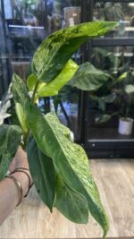 Philodendron Whipple Way mint #5 - obrazek 4